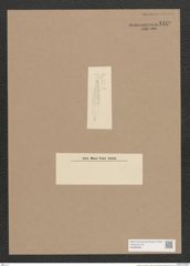 Navicula sp. (de-Toni-Nr.: Genus 1) Zeichnungen Sammlung Grunow Nr. 1419 (NHMW-BOT-W0368395)